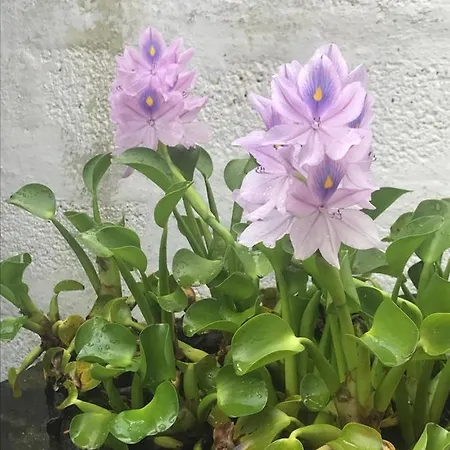 Charming * Nordestinho