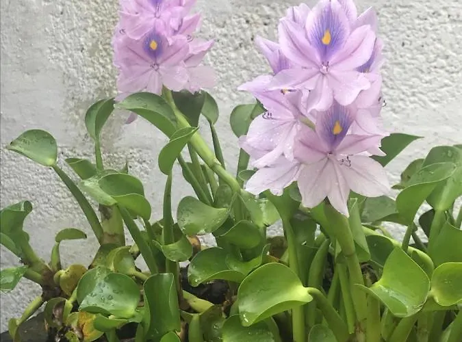 Charming * Nordestinho